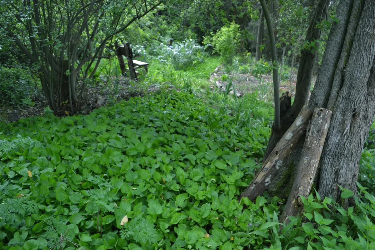 Edible forest — capturas — captura 3